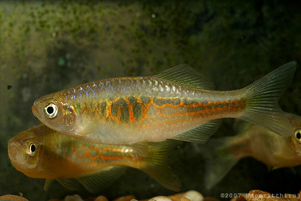 This unidentified species appeared in the aquarium trade during 2007.