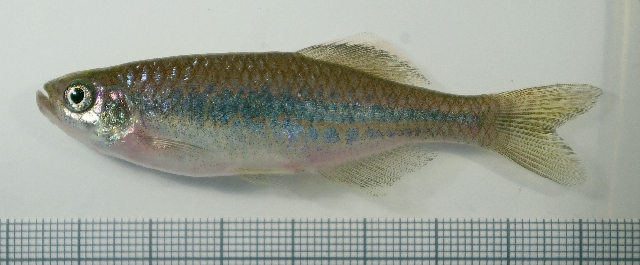 Subadult from the aquarium trade.