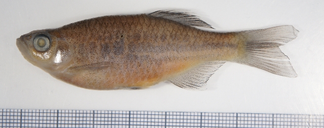 Preserved specimen.