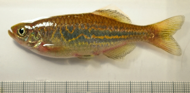 Adult specimen from the aquarium trade.