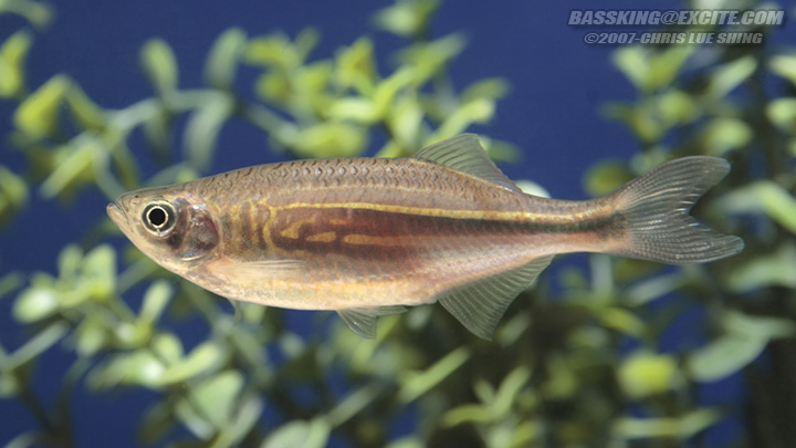 D. aequipinnatus auct. from the United States aquarium trade.
