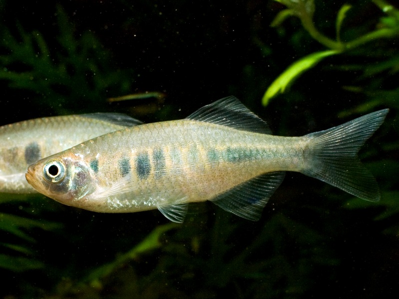This species has a distinctive colour pattern compared with most congeners.