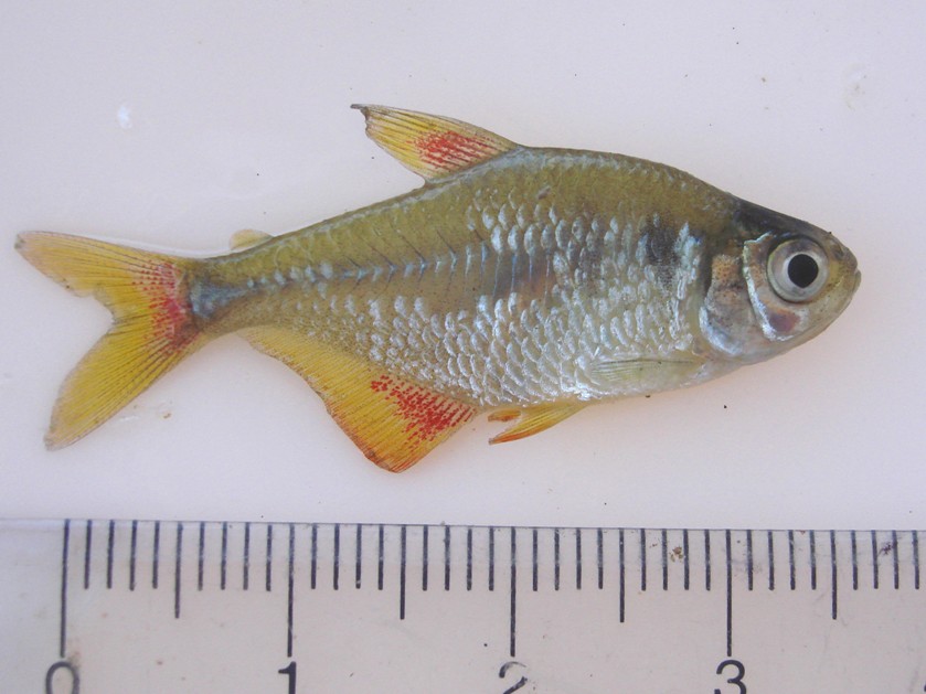 Colourful wild specimen from Camaquã municipality, Rio Grande do Sul state, Brazil.