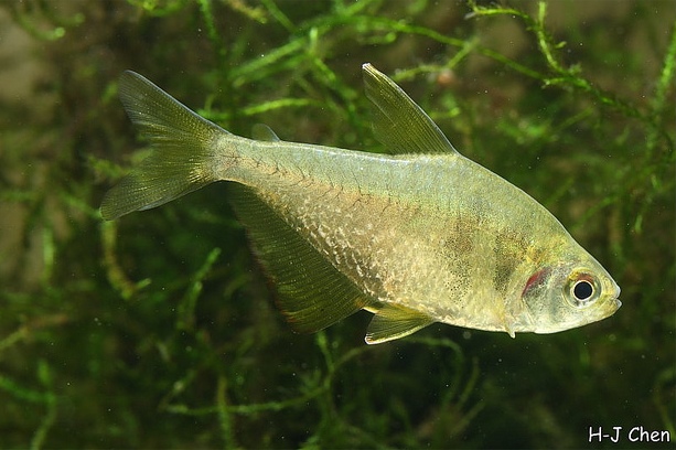 Adult male specimen.