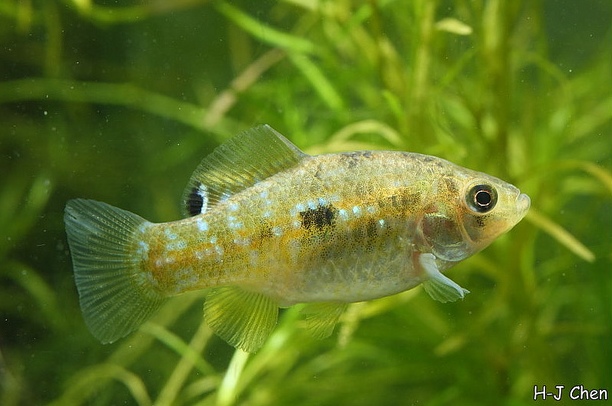Young adult female.