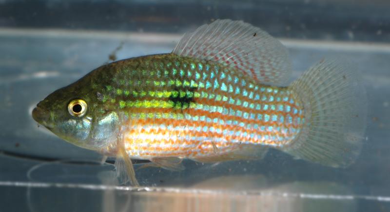 Adult male.