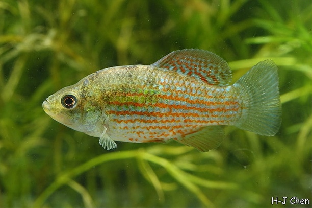 Young adult male.
