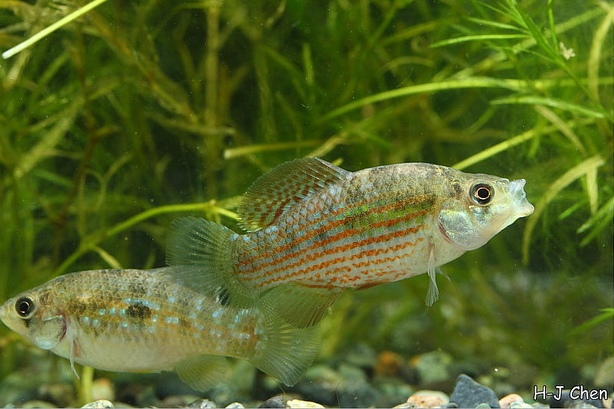 Young adult pair; male on right.