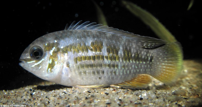 Adult female.