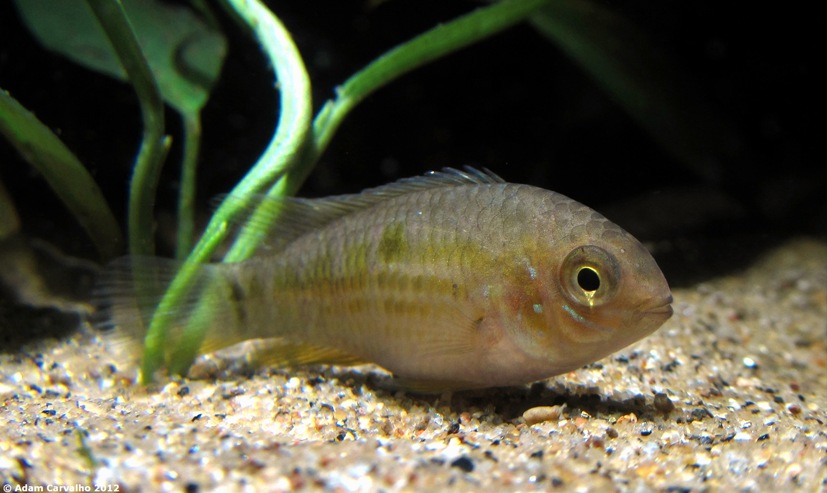 Adult female displaying stress colour pattern.