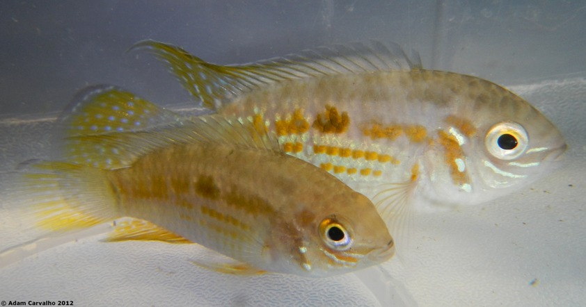 Freshly-collected specimens.