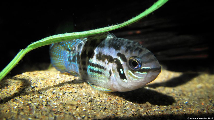 Adult male.