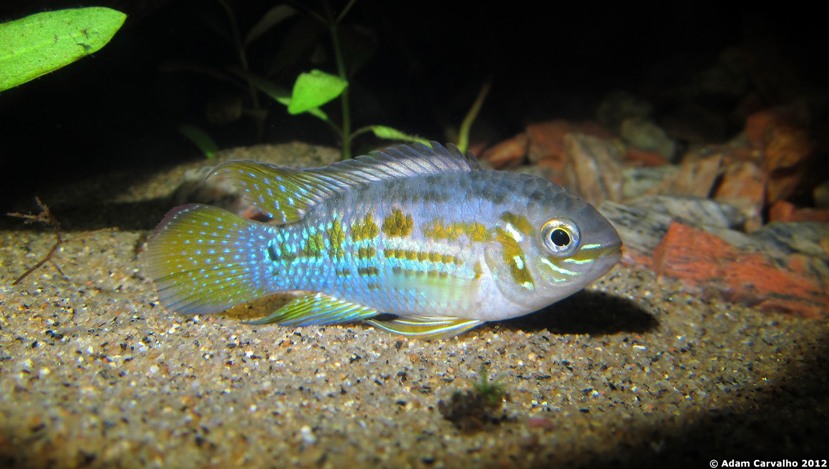 Adult male specimen.