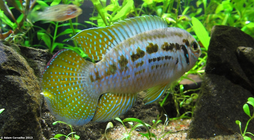 Adult male.