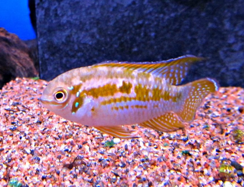 Adult male from the Norwegian aquarium trade.