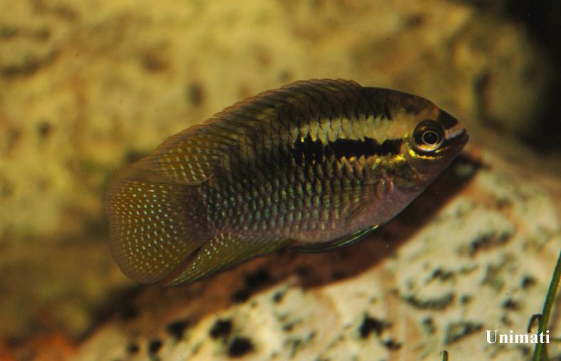 Specimen from the Danish aquarium trade...