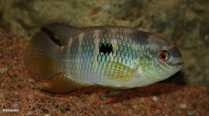 Adult male individual.