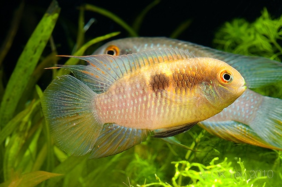 Young male specimen in territorial display.