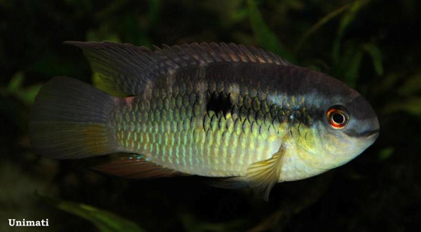 Adult female.