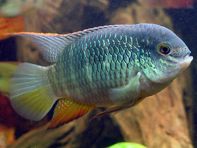 Older adult male.