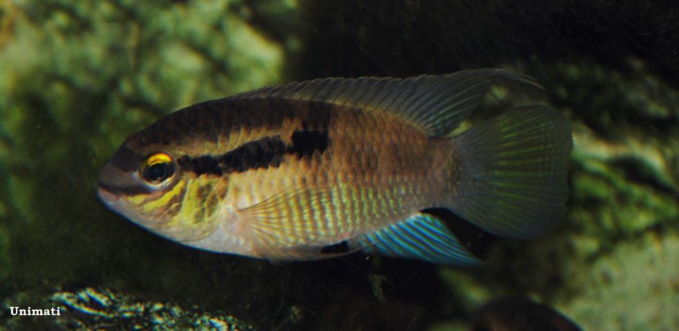 Adult male specimen imported to Denmark from Peru.