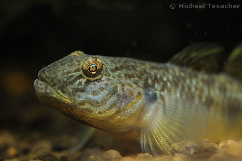 Head detail of adult female.