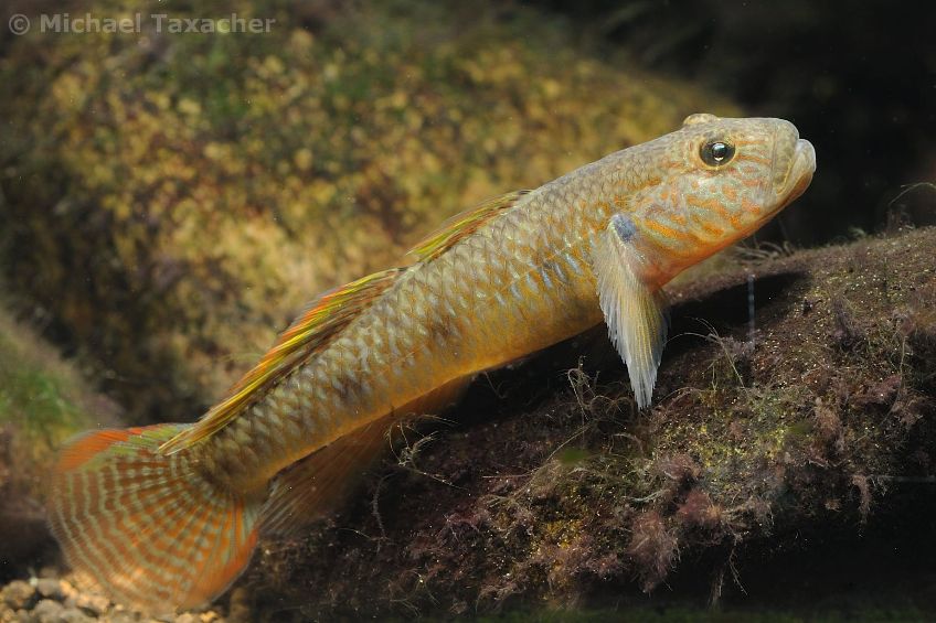 This fish is commonly traded as R. giurinus but does not appear to be conspecific, and all the following images show this fish.