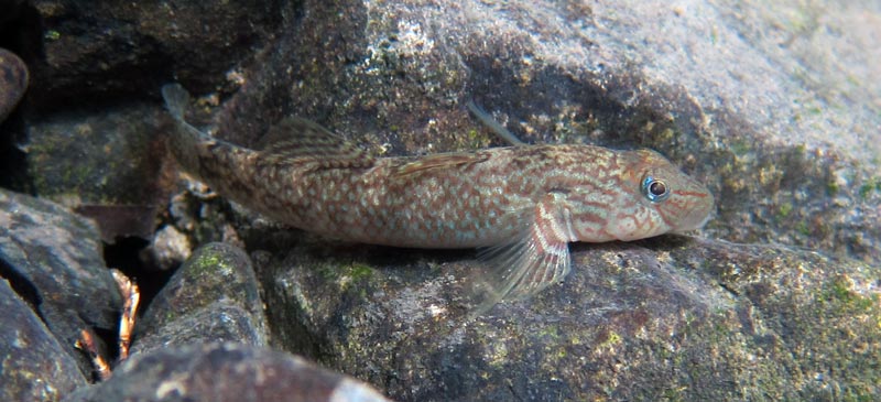 Adult female in its natural habitat.