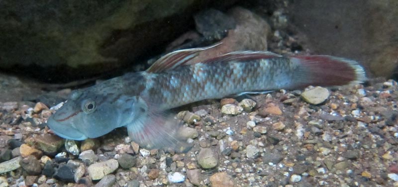 Adult male in its natural habitat.