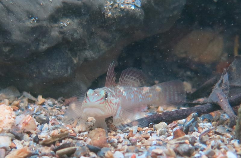 Young adult male from Okinawa island, Japan.