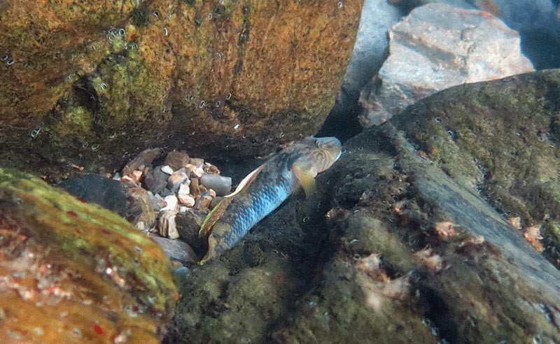 Adult male from Okinawa island, Japan.