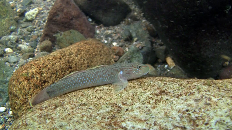 Adult male in its natural habitat, Izu Peninsula, Shizuoka Prefecture, Japan.