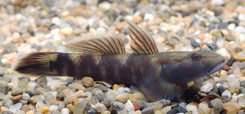 Adult male specimen from Shizuoka Prefecture, Japan displaying stress colour pattern.