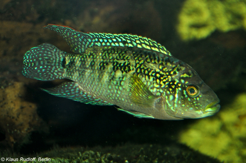 Adult male specimen.