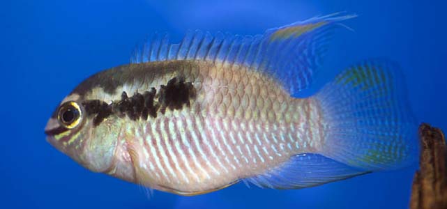 Subadult individual.