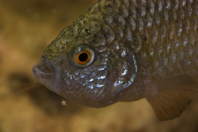 Head detail of adult male.