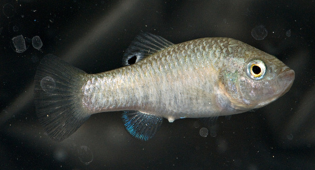 Female specimen.