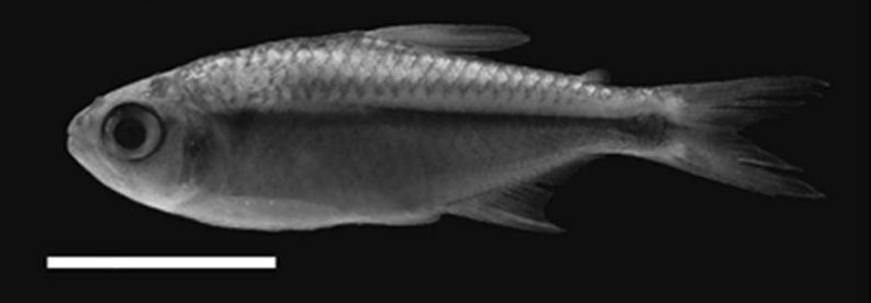 Holotype; MPUJ 5683, 27.4 mm SL. Scale 1 cm.