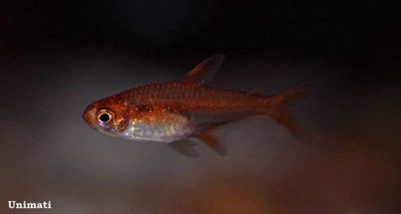 Adult male.