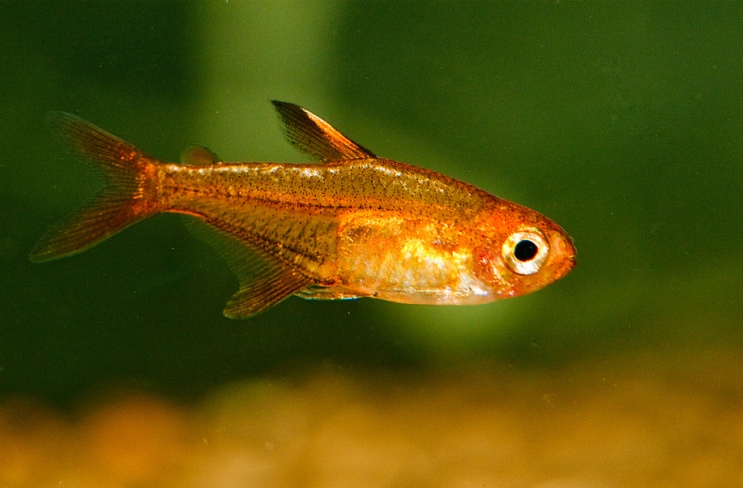 Adult male.