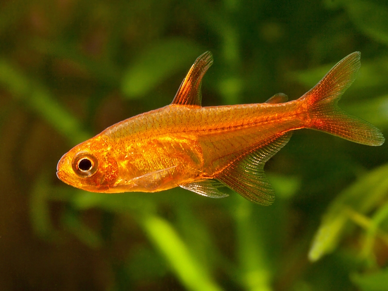 Adult male individual.