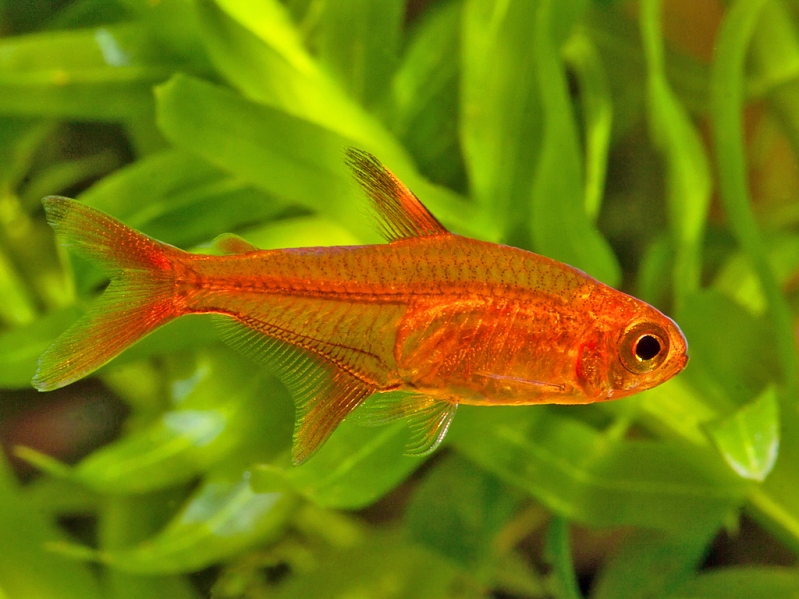Adult male.