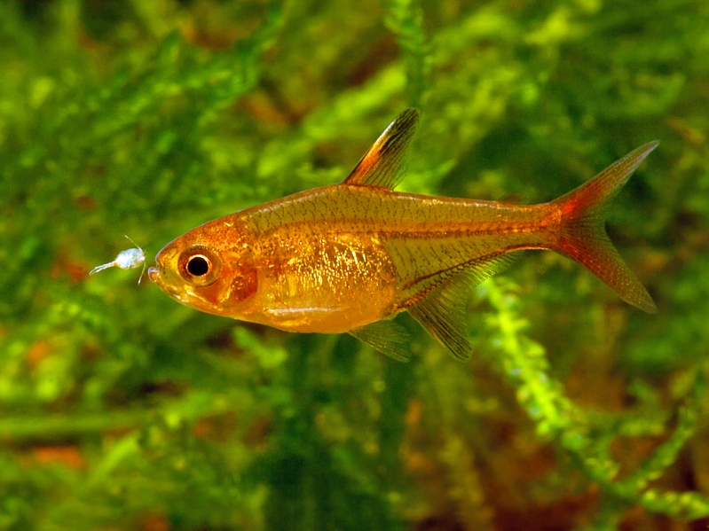 This species fares best when offered regular meals of small live foods.