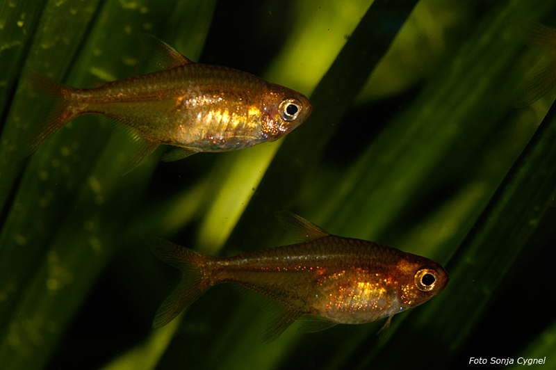 Mature adult females.