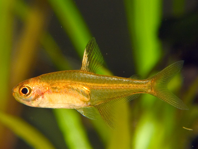 Adult male with pale colouration.