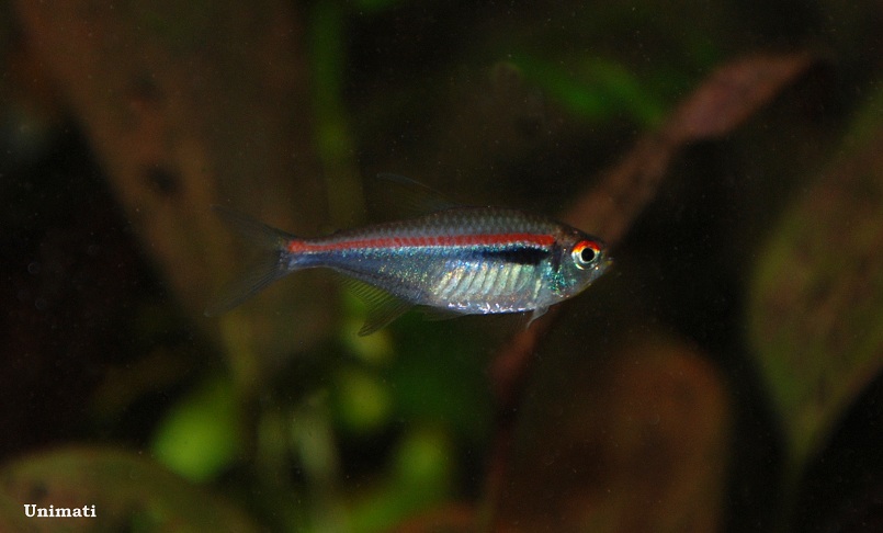 Specimen from the Danish aquarium trade.