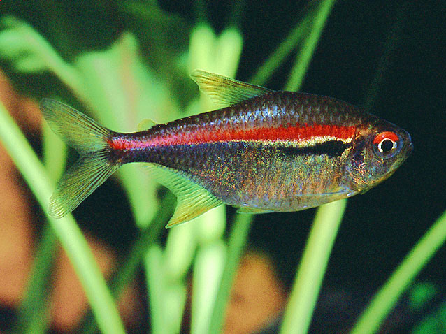This species is similar to H. heterohabdus but only the red lateral strip tends to extend to the caudal peduncle.