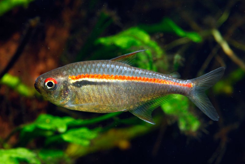 Mature specimen with the lower (black) lateral stripe reduced to a horizontally-orientated humeral spot.