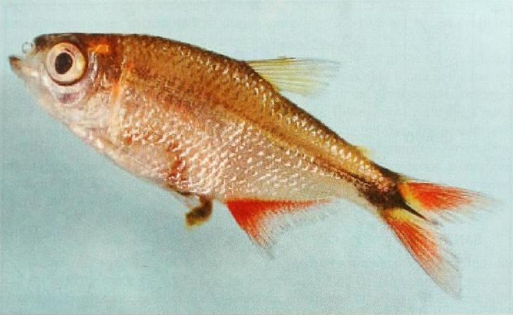 Live individual from the type locality (see 'Distribution').