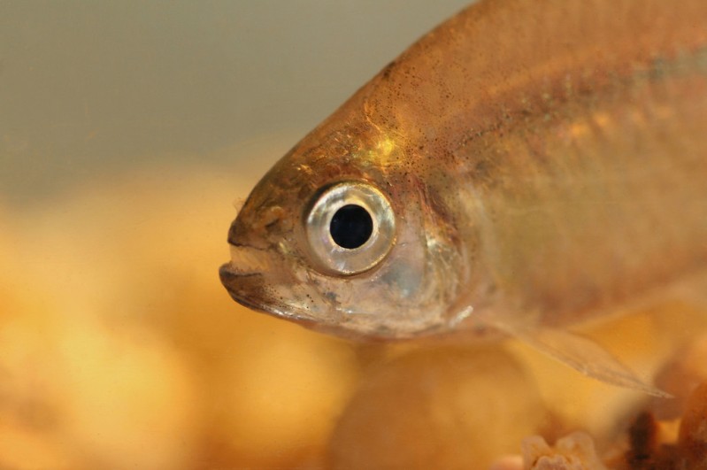 Detail of head and anterior potion of body.